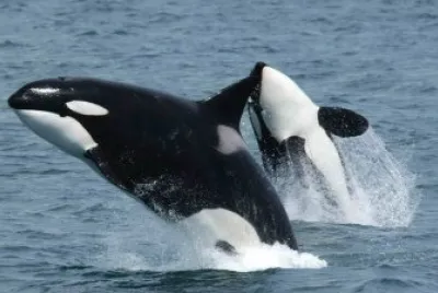 פאזל של animais