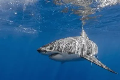 פאזל של Animais