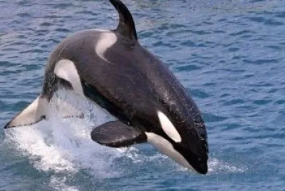 פאזל של Animais