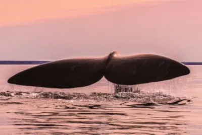 פאזל של Animais