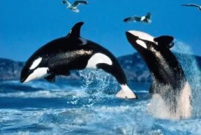 פאזל של Animais