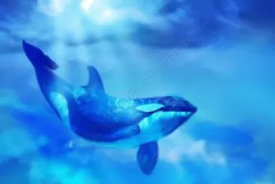 פאזל של Animais