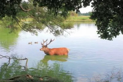 פאזל של Richmond Park