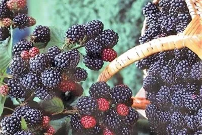 frutas
