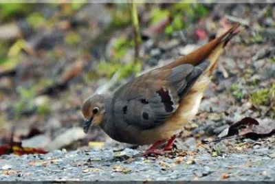 Tortorina pettomarrone