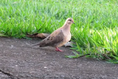 Tortorina pettounicolore