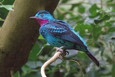 Cotinga amabile