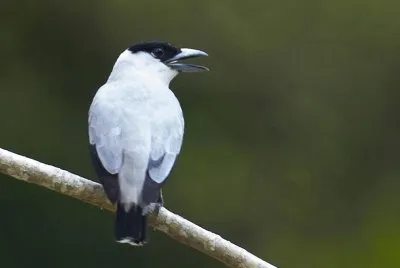 Tityra dalla coronanera