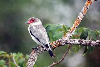 Tityira semifasciata
