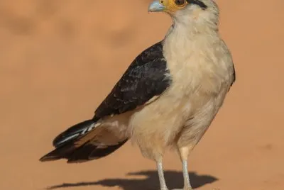 Caracara testagialla