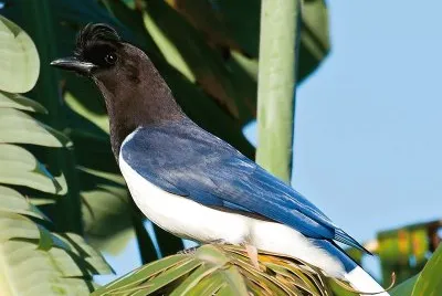 Ghiandaia cresariccia