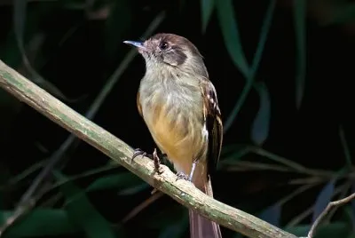 Leptopogon amaurocephalus