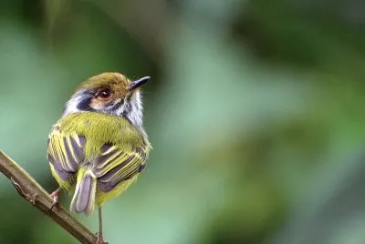 Myiornis auricularis