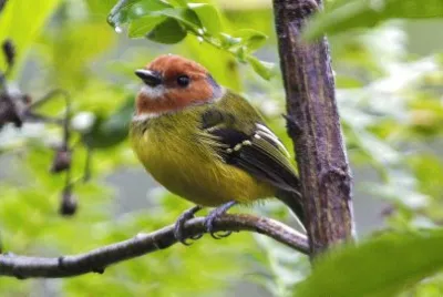 Poecilotriccus luluae