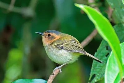Poecilotriccus plumbeiceps