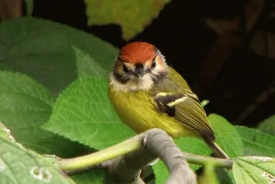 Poecilotriccus plumbeiceps