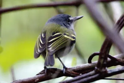 Poecilotriccus sylvia
