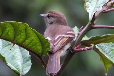 Lathrotriccus euleri