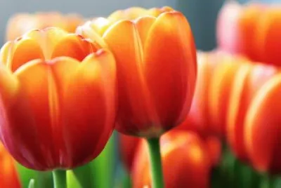 Tulipas jigsaw puzzle