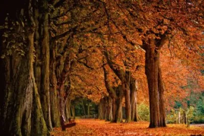 Outono3 jigsaw puzzle