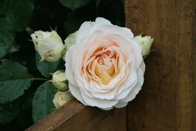 flores