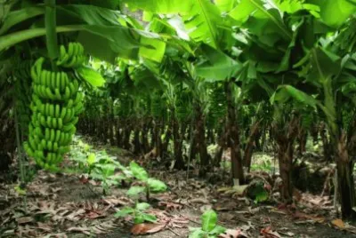 Planta de bananas jigsaw puzzle