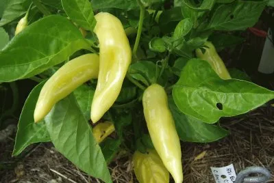 Aji verde jigsaw puzzle