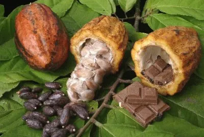 Cacao jigsaw puzzle