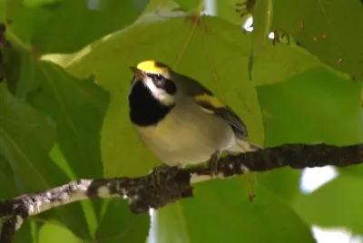 Vermivora chrysoptera