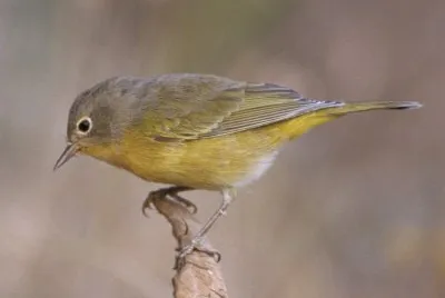 Vermivora ruficapilla