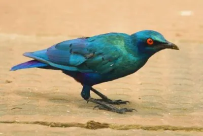 Storno splendido blu minore