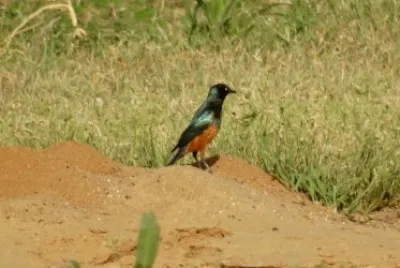 Storno ventrecastano