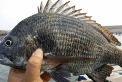 é»‘é¯›é­š