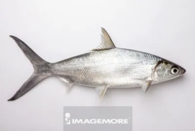 è™±ç›®é­š