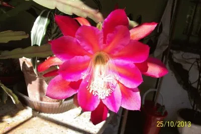 pitufina