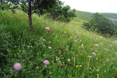 M. CROCE (APUANE)
