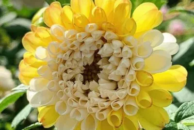 flores