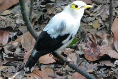 Storno alinere jigsaw puzzle