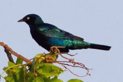 Storno coda di bronzo jigsaw puzzle