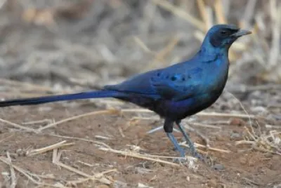 Storno codalunga jigsaw puzzle