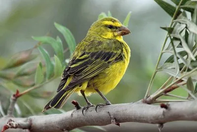 Canarino solforato jigsaw puzzle