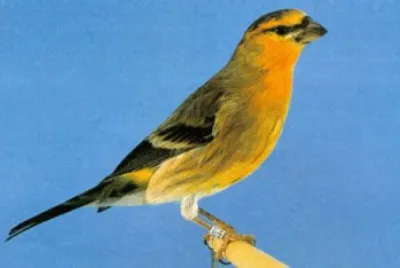 Canarino ventrebianco jigsaw puzzle