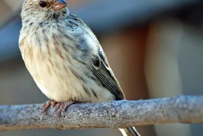 Canarino golanera jigsaw puzzle