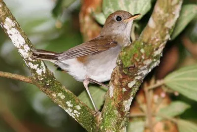 Cantore della notte jigsaw puzzle