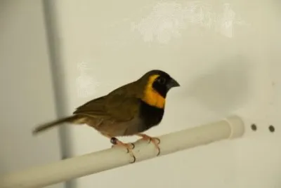 Cantore di cuba jigsaw puzzle