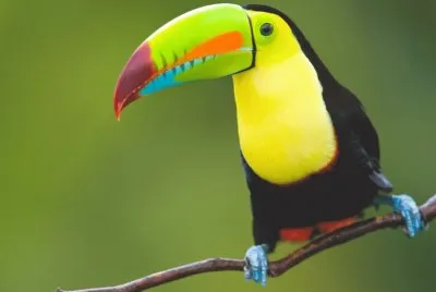 Oiseau jigsaw puzzle