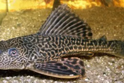 Liposarcus multiradiatos jigsaw puzzle