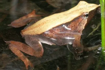 Di darwin jigsaw puzzle