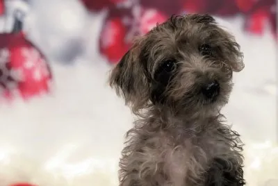 Doxiepoo jigsaw puzzle