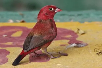 Amaranto del senegal jigsaw puzzle